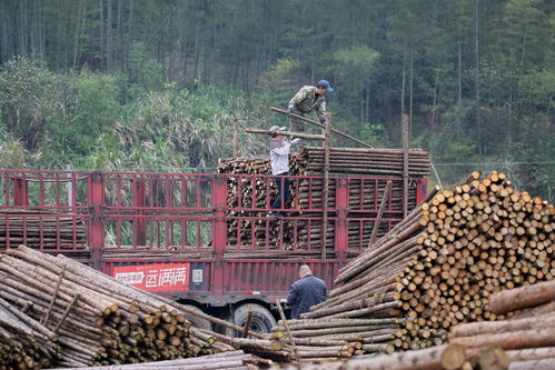 咸安区政府 汀泗桥镇竹木加工批发市场有序复工复产