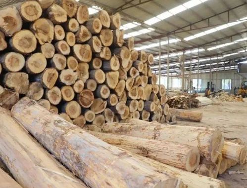 河南范县木材产业 抱团发展 实现提质增效